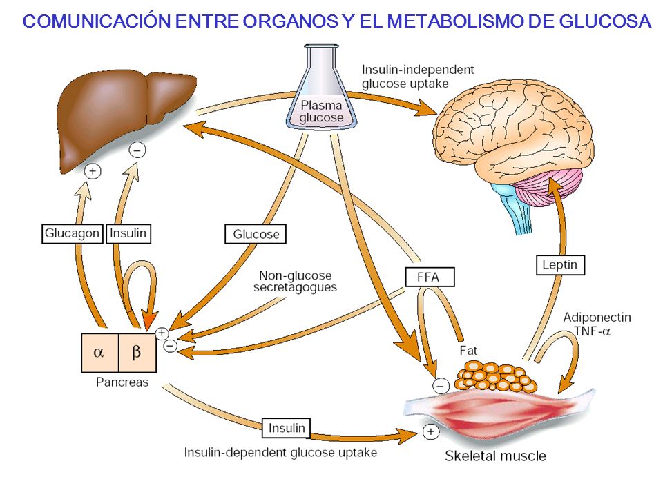 Metabolismo de la glucosa